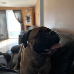 Bullmastiff Puppies from Curnwood’s Bullmastiff’s