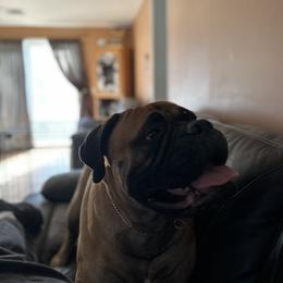 Bullmastiff Puppies from Curnwood’s Bullmastiff’s