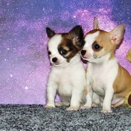 Chihuahua Puppies from Dynasty Farms AKC Chihuahuas