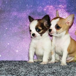 Chihuahua Puppies from Dynasty Farms AKC Chihuahuas