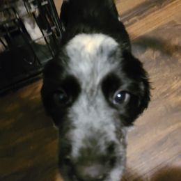 English Springer Spaniel Puppies from Savannah River Springers