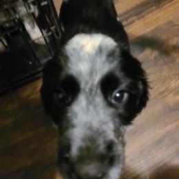 English Springer Spaniel Puppies from Savannah River Springers