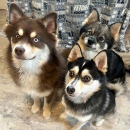 Pomskies from A&T Pomsky’s