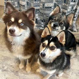 Pomskies from A&T Pomsky’s