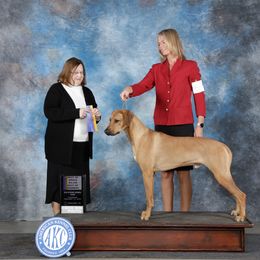 Maverick - Rhodesian Ridgeback