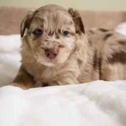 Artic - Red merle female Australian Shepherd puppy in Kokomo, Indiana from North Central Aussies