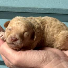 Tabitha - Apricot female Maltipoo puppy in Mabelvale, Arkansas from Durham's Designer Poos