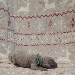 Blitzen - Silver male Dilute Retriever puppy in New Providence, Pennsylvania from Southernend Silvers