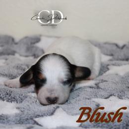 Blush - Black and tan female Dachshund puppy in Huntington, Texas from Camacho_Dachshunds