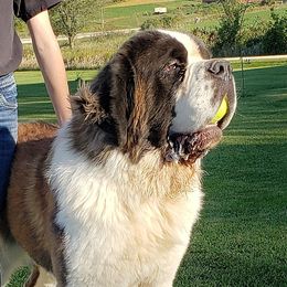 Boone - Saint Bernard
