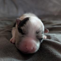 AKC Cardigan Boy 'Summit - Blue merle and white male Cardigan Welsh Corgi puppy in Tombstone, Arizona from WeVolution Off-Grid