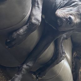 Floki - Cane Corso