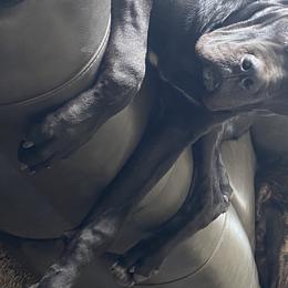 Floki - Cane Corso