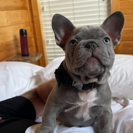 French Bulldog Puppies from Wrinkle Boss FrenchBulldogs
