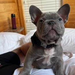French Bulldog Puppies from Wrinkle Boss FrenchBulldogs