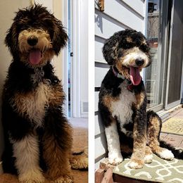 Bernedoodles and Labradoodles from Linder Labradoodles