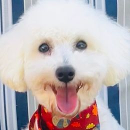 Romeo - Poodle