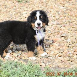 "Aren't I handsome?" Bernese Mountain Dog Puppies from Wilderness Way Berners
