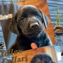 German Shepherd and Labrador Retriever Puppies from Point to Point West