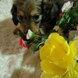 Dachshund Puppies from CLARK'S BREEDING PROGRAM
