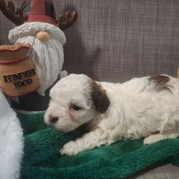 Boy 2 - Black and white male Shih Tzu puppy in Montrose, Colorado from Gnomies Furry Friends