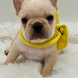 Jasper - Cream male French Bulldog puppy in Largo, Florida from Big Daddy Frenchies