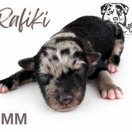 Rafiki - Blue merle male Miniature American Shepherd puppy in Leitchfield, Kentucky from Legendmaker MAS