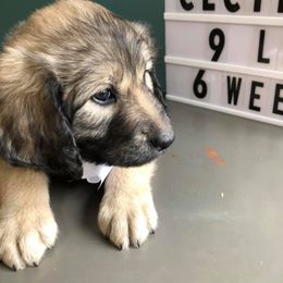 Pyredoodle and Sheepadoodle Puppies from Davis Family Doodles