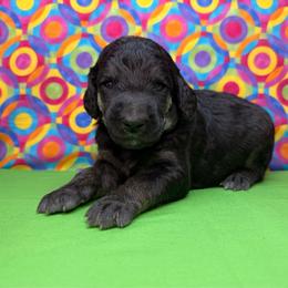 Green - Black male Poodle puppy in Houma, Louisiana from Smart Azz Poodles