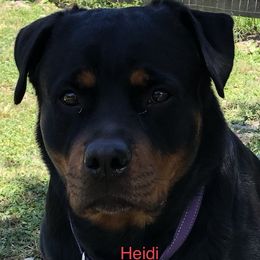 Heidi - Rottweiler