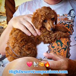 Panzy - Red  female Poodle puppy in Dolan Springs, Arizona from High Desert Companions