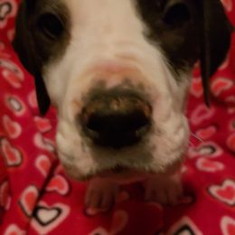 Great Dane Puppies from HCC Great Danes