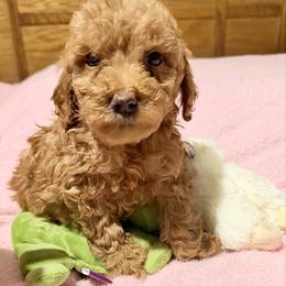 Jack - Apricot male Goldendoodle puppy in Centralia, Missouri from Oodles Of Doodles Mo.