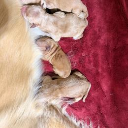 Girl 2 - Golden female Golden Retriever puppy in Joshua, Texas from 3 Gun Retrievers