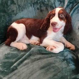 Duke - Liver white and tan male English Springer Spaniel puppy in Comer, Georgia from Stratton Spaniels