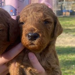 Cockapoos and Poodles from Auburn Standard Cockapoos