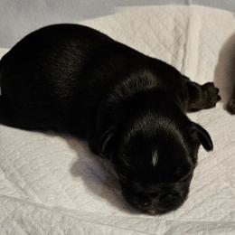 Blk tan Girl - Black and tan female Brussels Griffon puppy in Huntsville, Alabama from Tammy's Brussels
