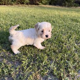 Juliet - White female Havanese puppy in Cadwell, Georgia from Hashtag Havenese