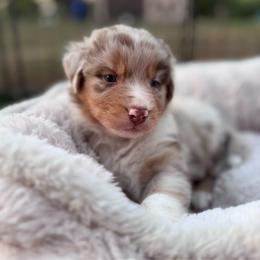 Beacon - Red merle male Australian Shepherd puppy in Ramona, California from Blue Moon Aussies