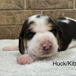 Huck AKC - Black tan and white male Beagle puppy in Rogersville, Missouri from Hales Little Beagle Haven