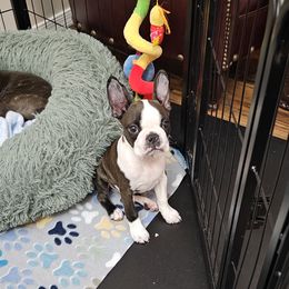 Boston Terrier Puppies from Azcowboyz Boston Terriers