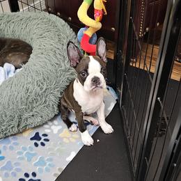 Boston Terrier Puppies from Azcowboyz Boston Terriers