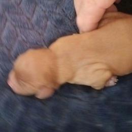 Anne - Ruby female Cavalier King Charles Spaniel puppy in Lambertville, Michigan from Dream Dog LLC