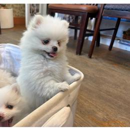 Rainbow dash - White female Pomeranian puppy in Rhode Island from Heartfelt Kennels