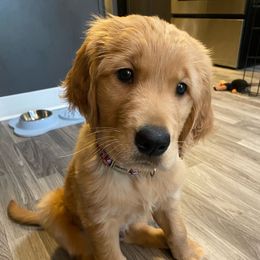 Golden Retriever Puppies from Home Sweet Goldens