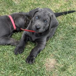 Charcoal-red collar - Charcoal male Dilute Retriever puppy in Teton County, Montana from East Front Labradors & Treasure State Schnauzers