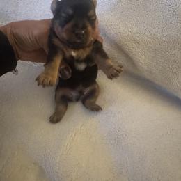 Boy 6 - Black and gold male Yorkshire Terrier puppy in Hilluard, Ohio from BR’s Yorkshire Terriers