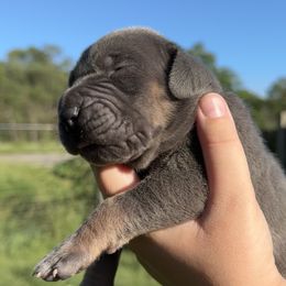 Ruby - Blue Tanpoint - Blue female Great Dane puppy in Morton, Illinois from That Gurl K9s