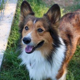 Dutton - Pembroke Welsh Corgi