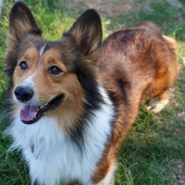 Dutton - Pembroke Welsh Corgi